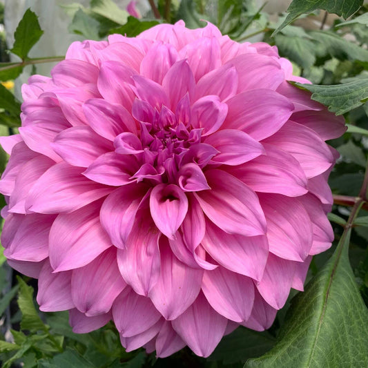 Lavender Perfection dahlia pot tubers for sale