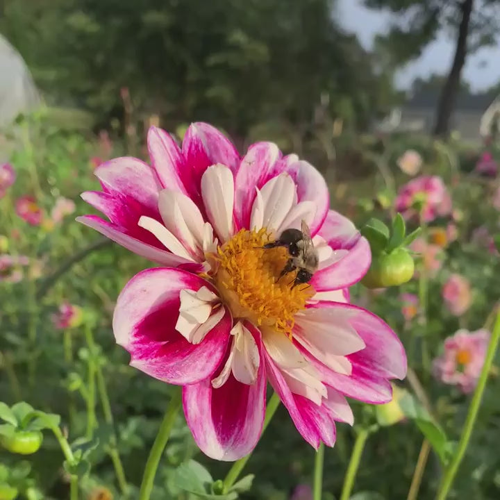 Bumble Rumble dahlia pot tubers for sale